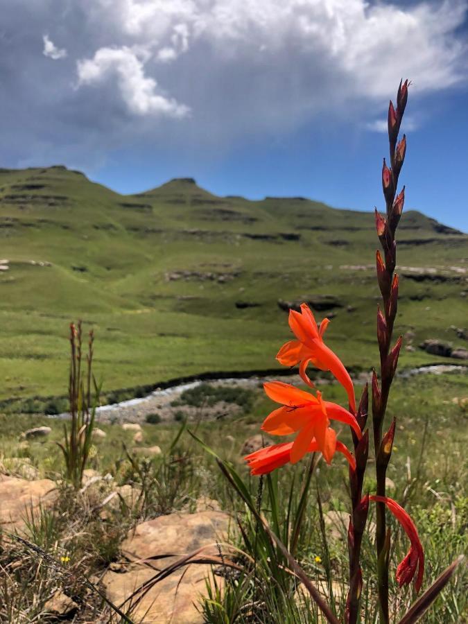 Country Comfort Underberg Exterior foto
